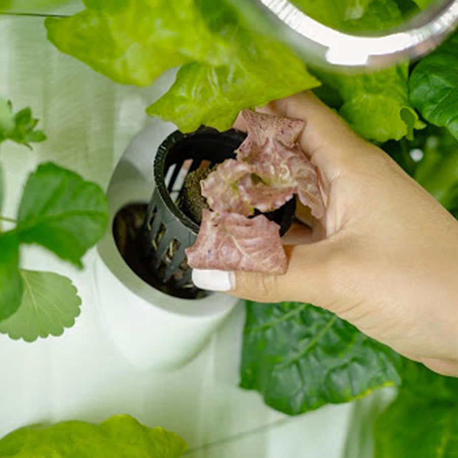 Home Hydroponic Kit - 36 Cup System: image 3