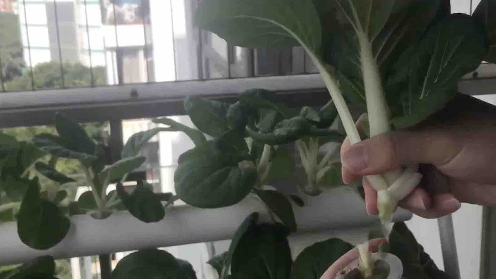 Home Hydroponic Kit - 36 Cup System: image 4