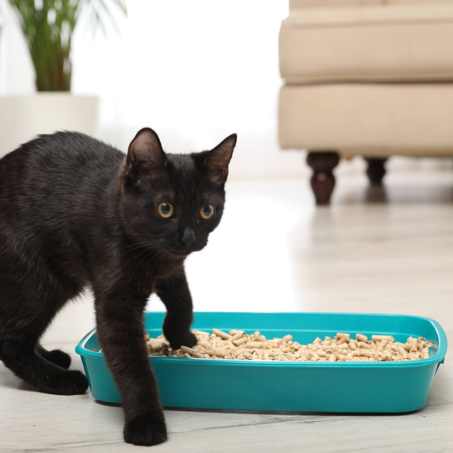 Organic Cat Litter