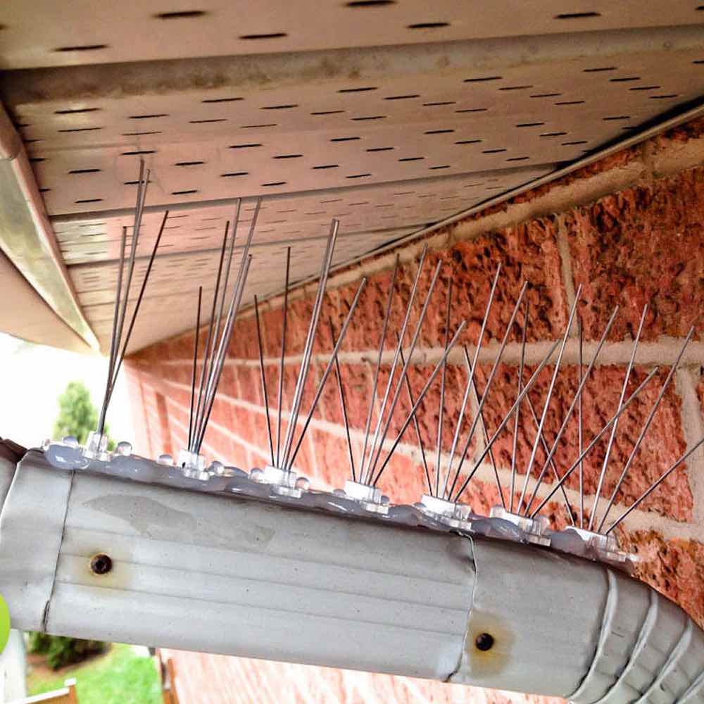 Bird Pigeon Spikes: image 8