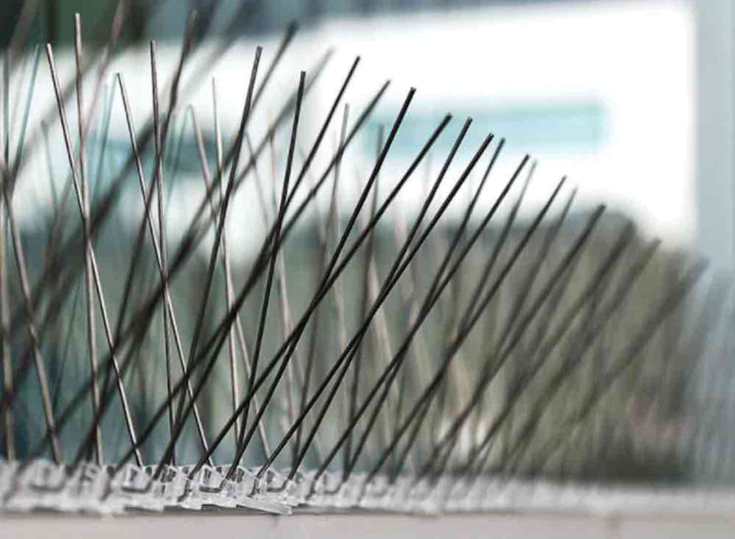 Bird Pigeon Spikes